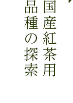 国産紅茶用 品種の探索