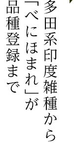 多田系印度雑種から 「べにほまれ」が 品種登録まで